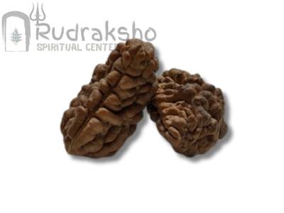 India Himalaya Rudraksha